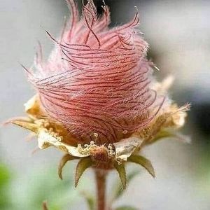 Meet your Posher, Peg